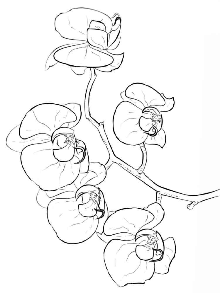 750x1000 Orchid Coloring Pages Download And Print Orchid Coloring Pages