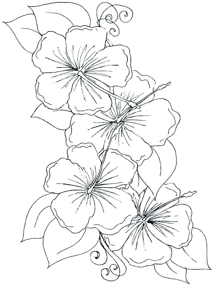 750x1000 Orchid Coloring Pages Flower Coloring Pages Orchid In Cup Orchid