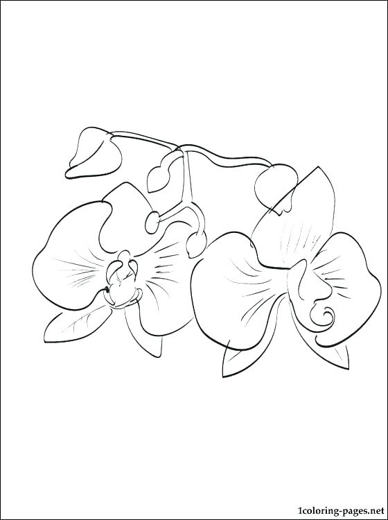 560x750 Daffodil Coloring Page Daffodil Coloring Page Orchid Coloring