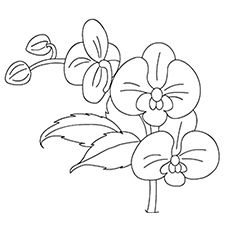 230x230 Orchid Coloring Page Templets For Cards Etc Orchid