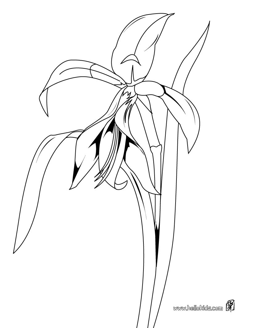820x1060 Orchid Coloring Pages