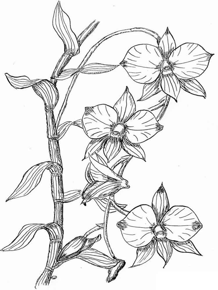 750x1000 Orchid Coloring Pages. Download And Print Orchid Coloring Pages