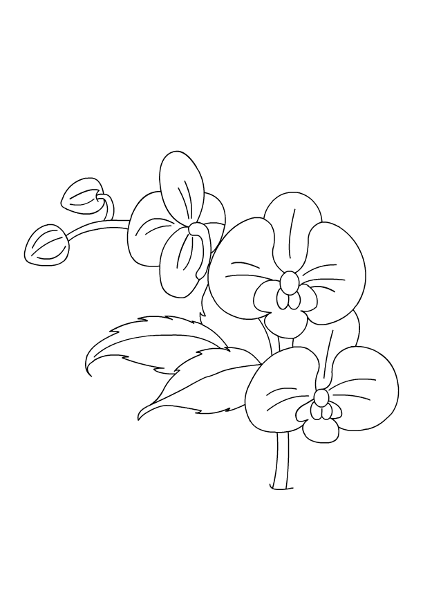 612x864 Orchid Flower Coloring Pages Luxury Flower Coloring Pages Color