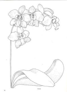 236x323 Printable Orchid Coloring Page. Free Pdf Download