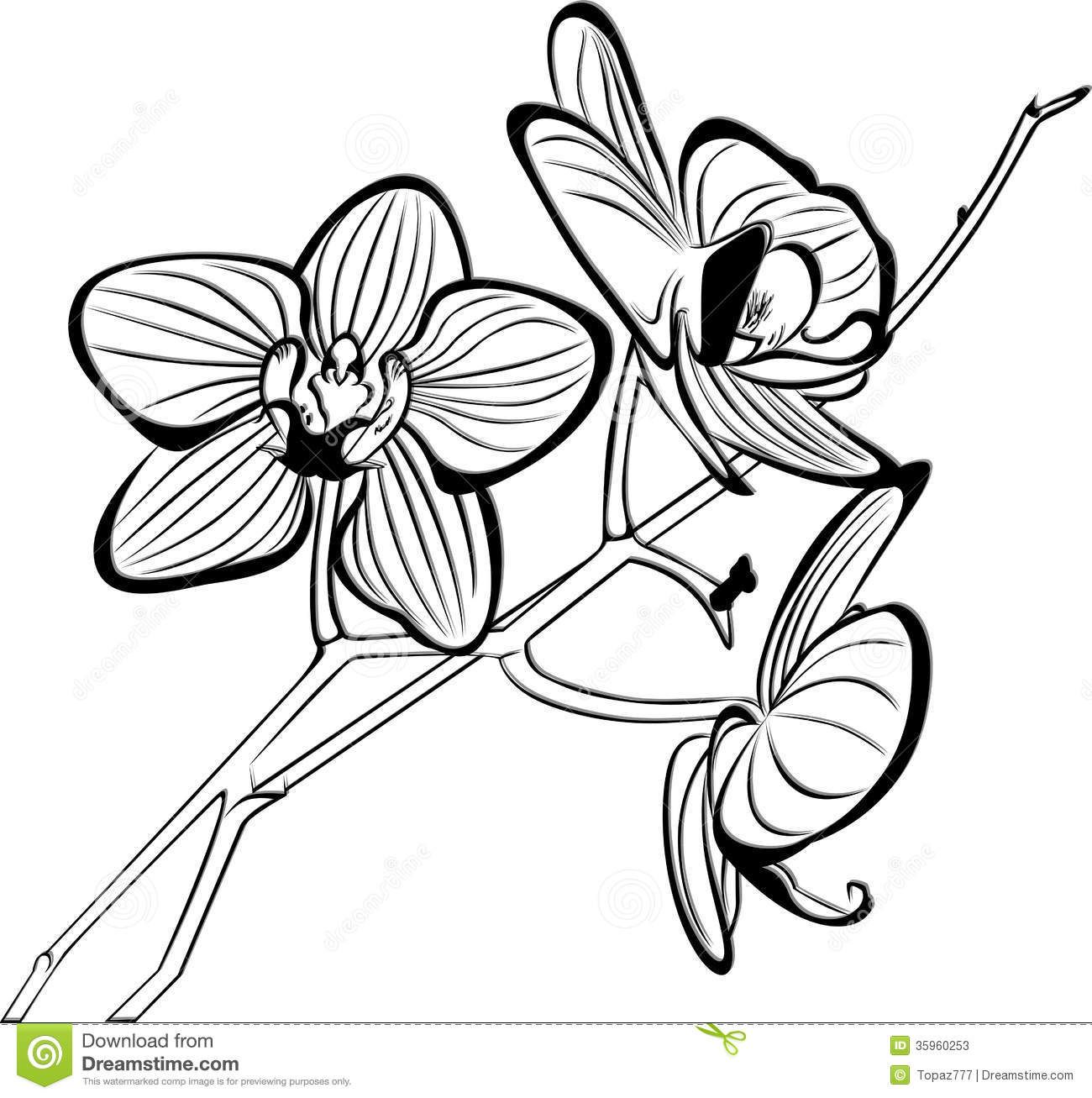 1300x1307 Coloring Pages Of Orchids Tropical Flower Coloring