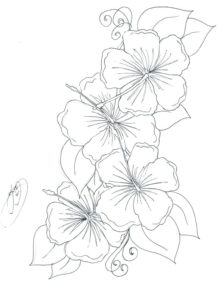 736x1013 Hibiscus Flower Coloring Pages Hibiscus Coloring Page Realistic