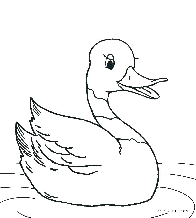800x892 Ducks Coloring Page Mallard Duck Coloring Page Coloring Pages