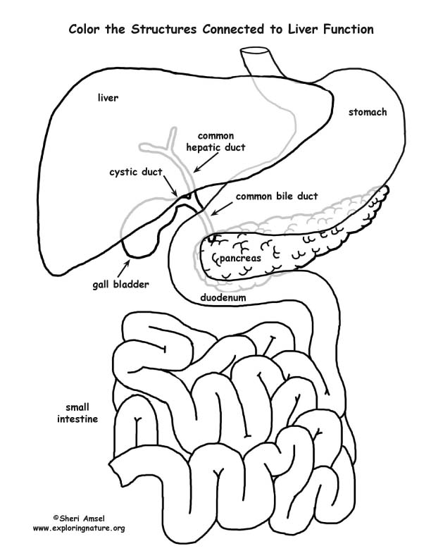 Liver Function Organs (Labeled) Coloring Page 612x792 Liver Function Organs (Labeled) Coloring Page