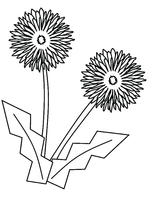 Dandelion Coloring Pages Aster Flower Origami Coloring Pages 600x800 Dandelion Coloring Pages Aster Flower Origami Coloring Pages