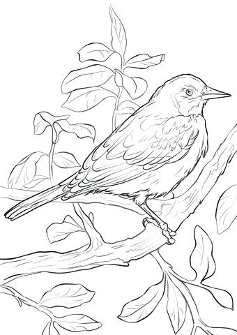 Baltimore Orioles Coloring Pages Orioles Coloring Pages Coloring 340x480 Baltimore Orioles Coloring Pages Orioles Coloring Pages Coloring