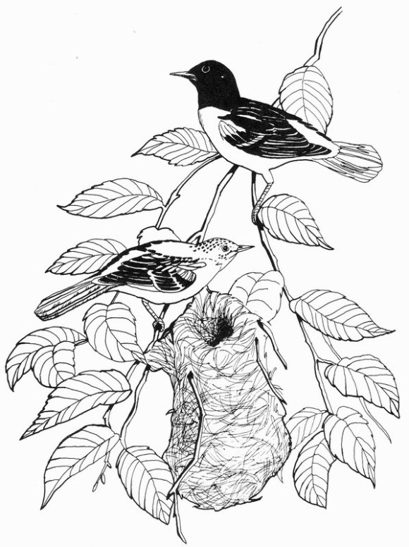 Why Is Oriole Coloring Pages So Timrosa Blog 580x776 Why Is Oriole Coloring Pages So Timrosa Blog