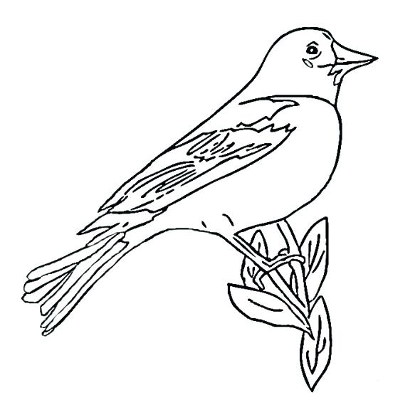 Orioles Coloring Pages at GetColorings.com | Free printable colorings ...