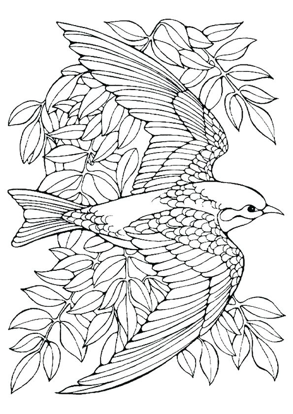 Free Printable Bird Coloring Pages Orioles Advanced For Adults 595x841 Free Printable Bird Coloring Pages Orioles Advanced For Adults