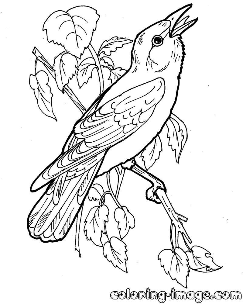 Printable Bird Orioles Coloring Pages For Kids 800x1000 Printable Bird Orioles Coloring Pages For Kids