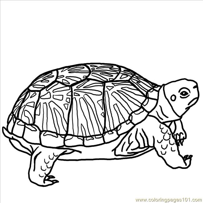 650x650 Ornate Box Turtle Bw Coloring Page
