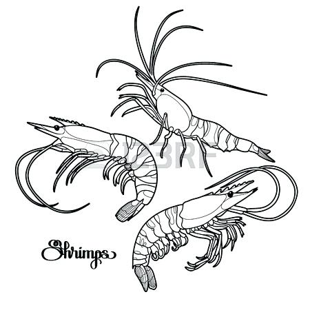 450x450 Shrimp Line Art Design For Coloring Book Ornate Free Coloring