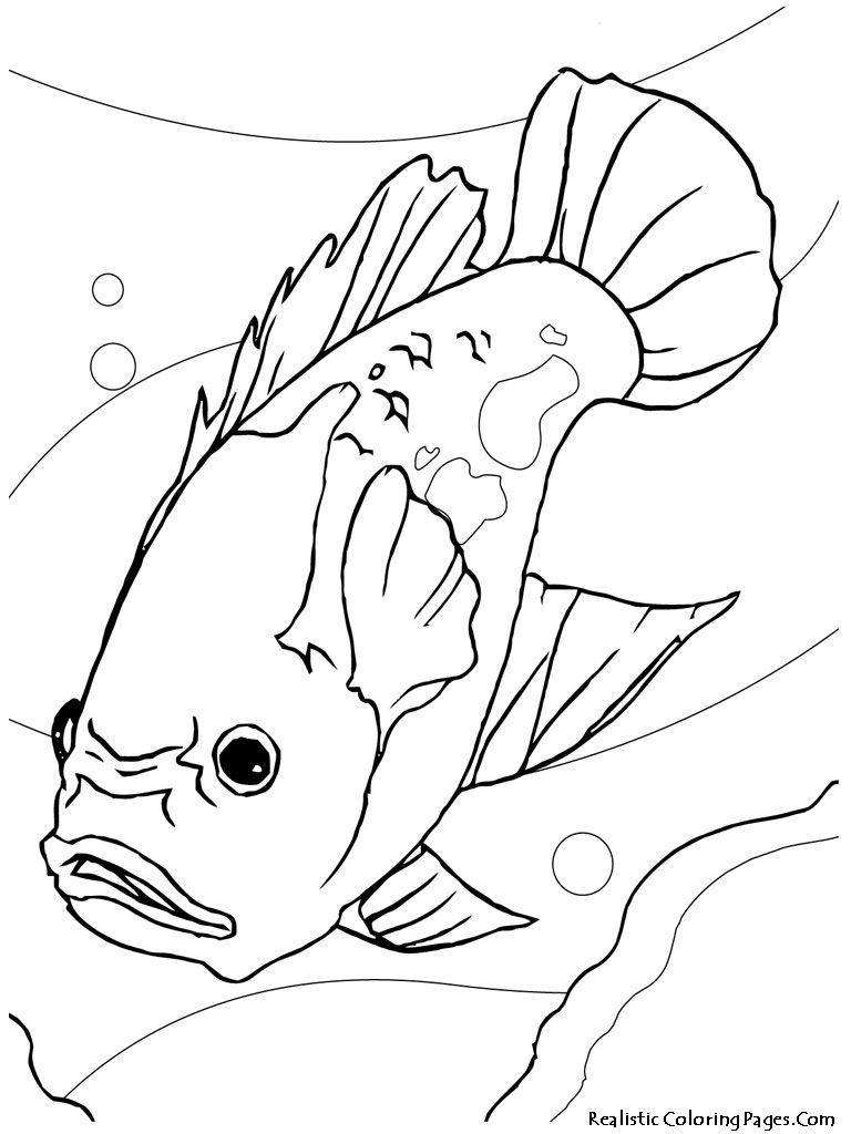 768x1024 Oscar Aquarium Fish Kids Coloring Pages Meg