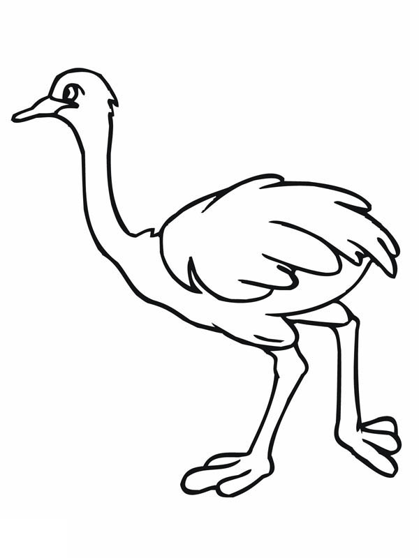 Ostrich Coloring Page