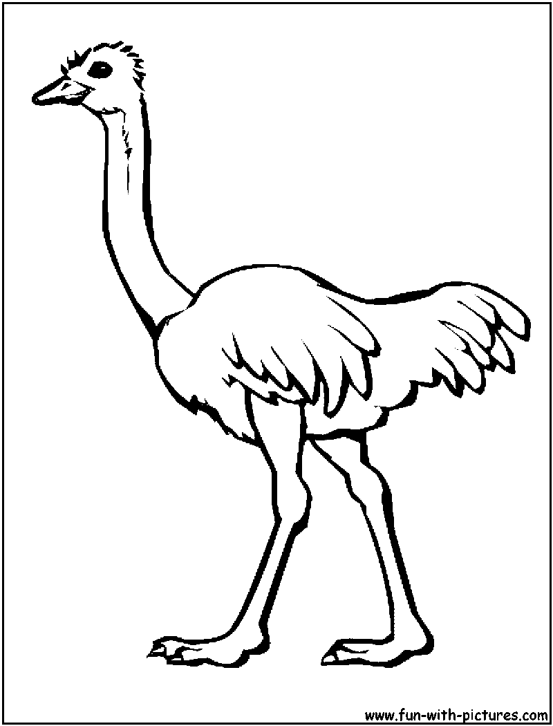 800x1050 Awesome Ostrich Coloring Page