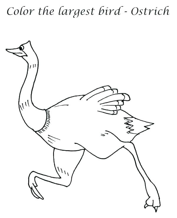600x739 Ostrich Coloring Page Ostrich Image Coloring Page Olive