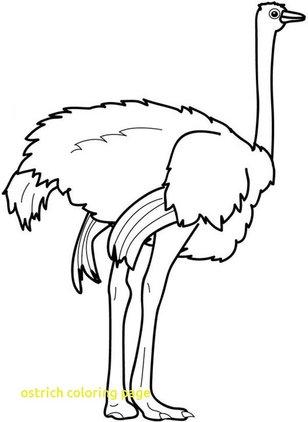 600x821 Ostrich Coloring Page With Ostrich Strong Feet Coloring Page