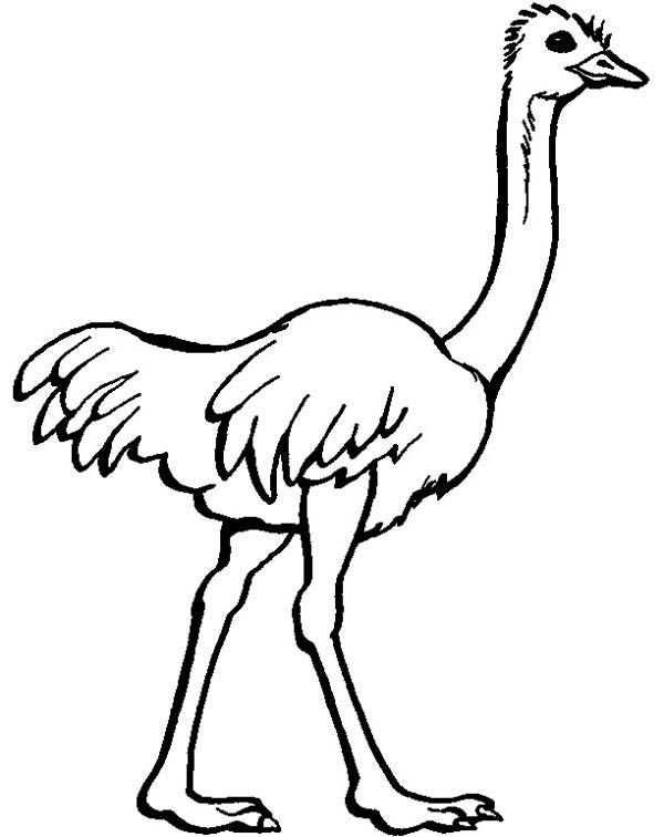 600x756 Ostrich Coloring Pages For Kids