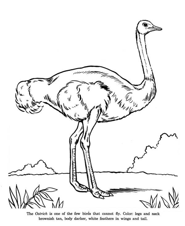 600x734 Ostrich Is Cannot Fly Bird Coloring Page Color Luna