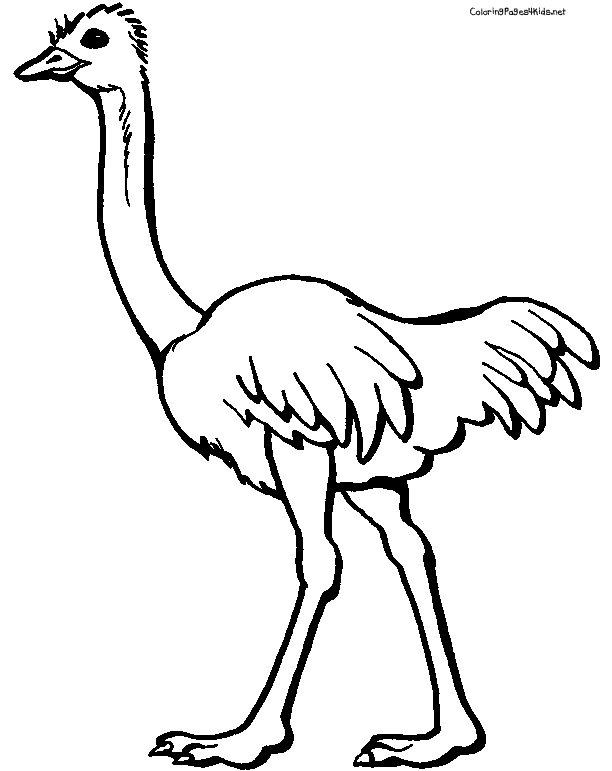 612x771 Ostrich Coloring Page Ostrich Coloring Pages Clipart Panda Free