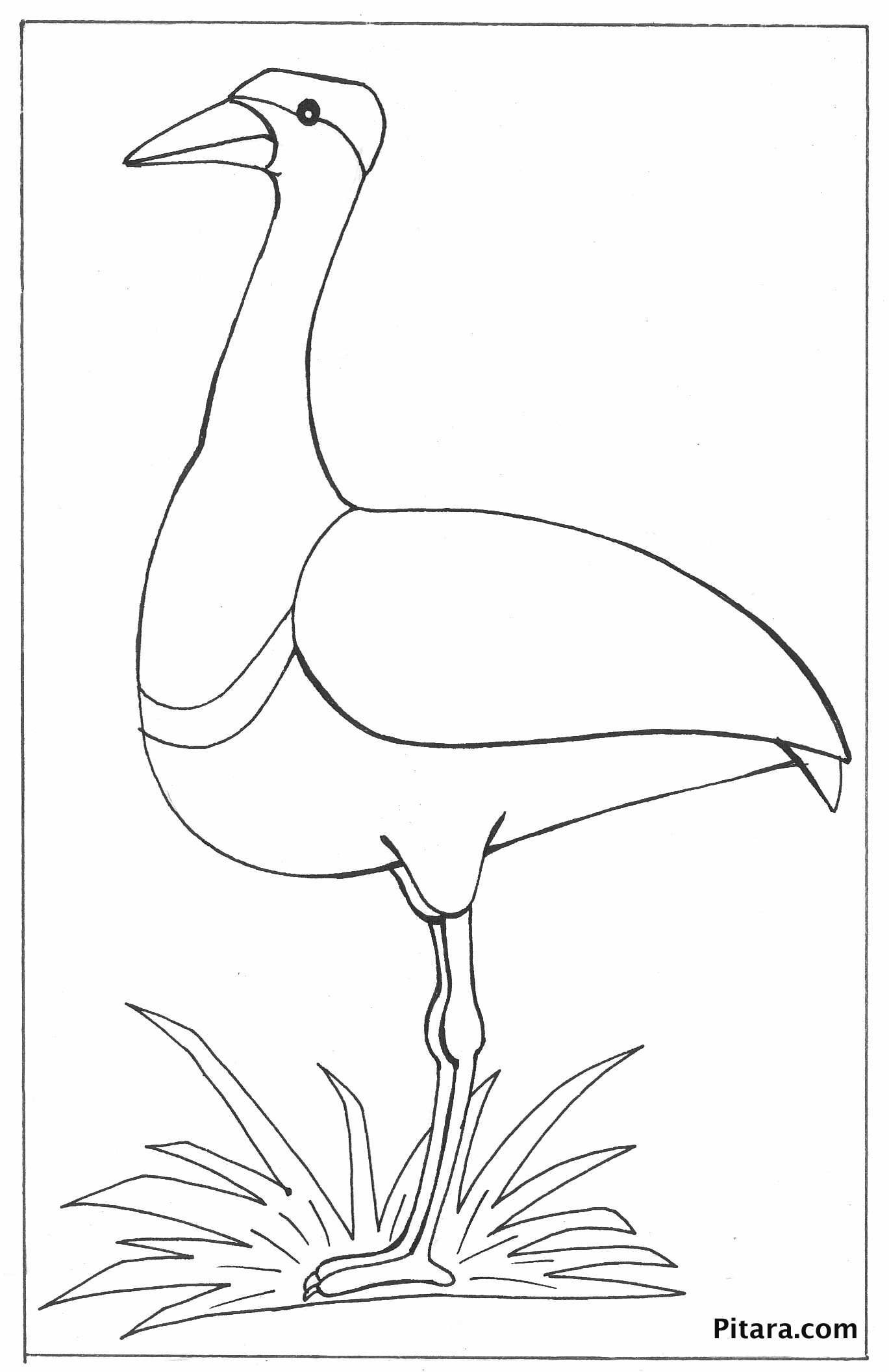 1369x2112 Impressive Ostrich Coloring Page Pitara Kids N