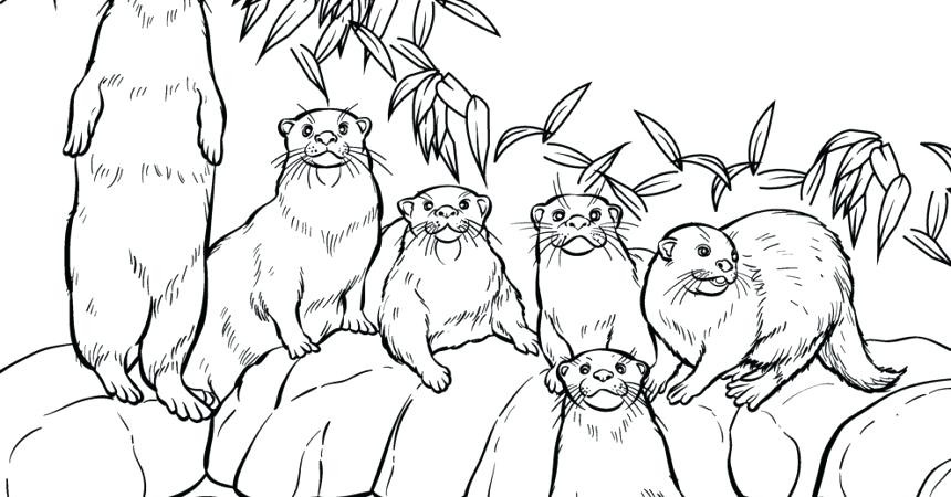 16 Fresh Collection Of River Otter Coloring Pages Free Coloring 860x450 16 Fresh Collection Of River Otter Coloring Pages Free Coloring
