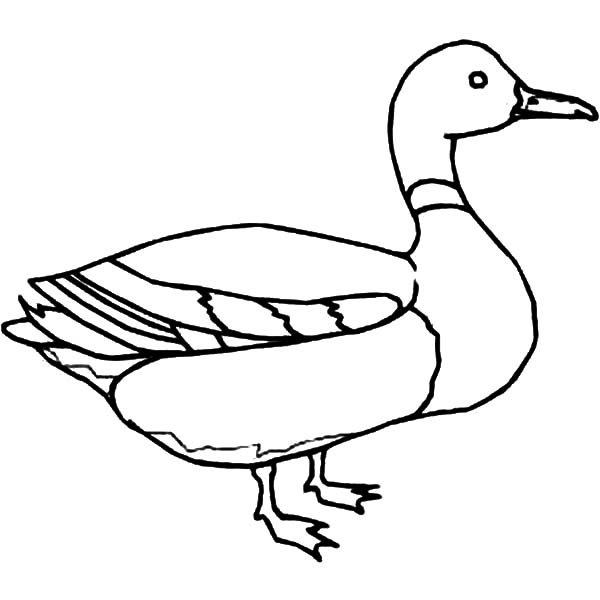 Mallard Coloring Page Mallard Duck Outline Coloring Pages Color 600x600 Mallard Coloring Page Mallard Duck Outline Coloring Pages Color