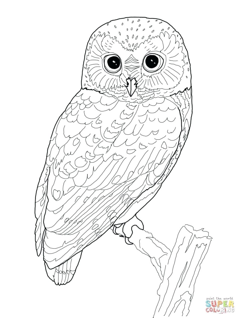 Edge Snowy Owl Coloring Page High Tech Pictures To Print Pages 948x1264 Edge Snowy Owl Coloring Page High Tech Pictures To Print Pages