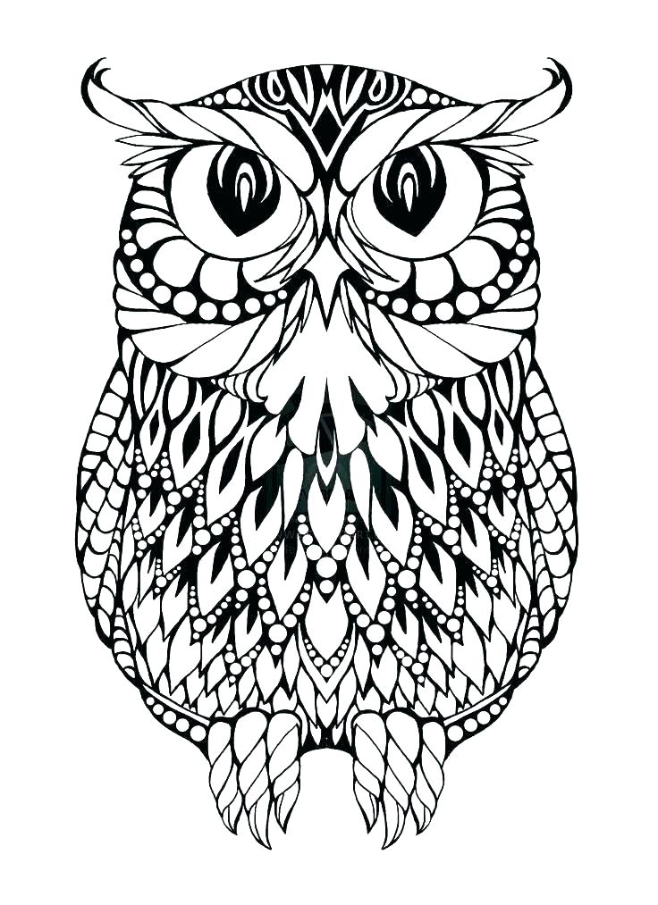 Printable Owl Coloring Pages Adults Color Pages Free Printable 736x1013 Printable Owl Coloring Pages Adults Color Pages Free Printable