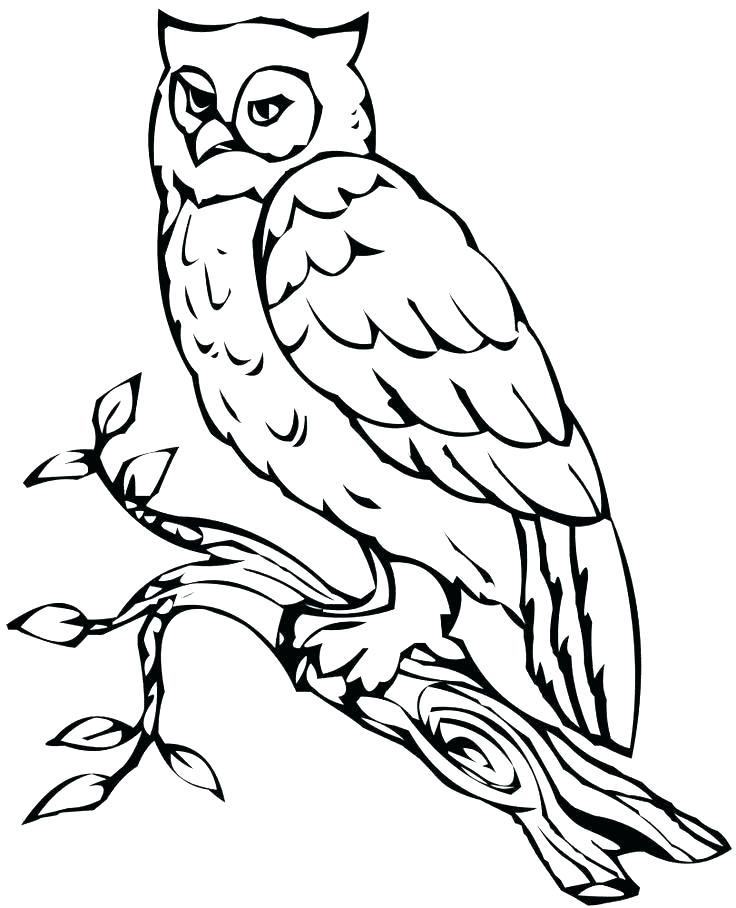 Cute Owl Coloring Pages 736x908 Cute Owl Coloring Pages