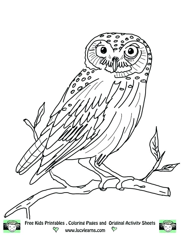 736x952 Baby Owl Coloring Or Owl Print Out Coloring Pages Owl Coloring
