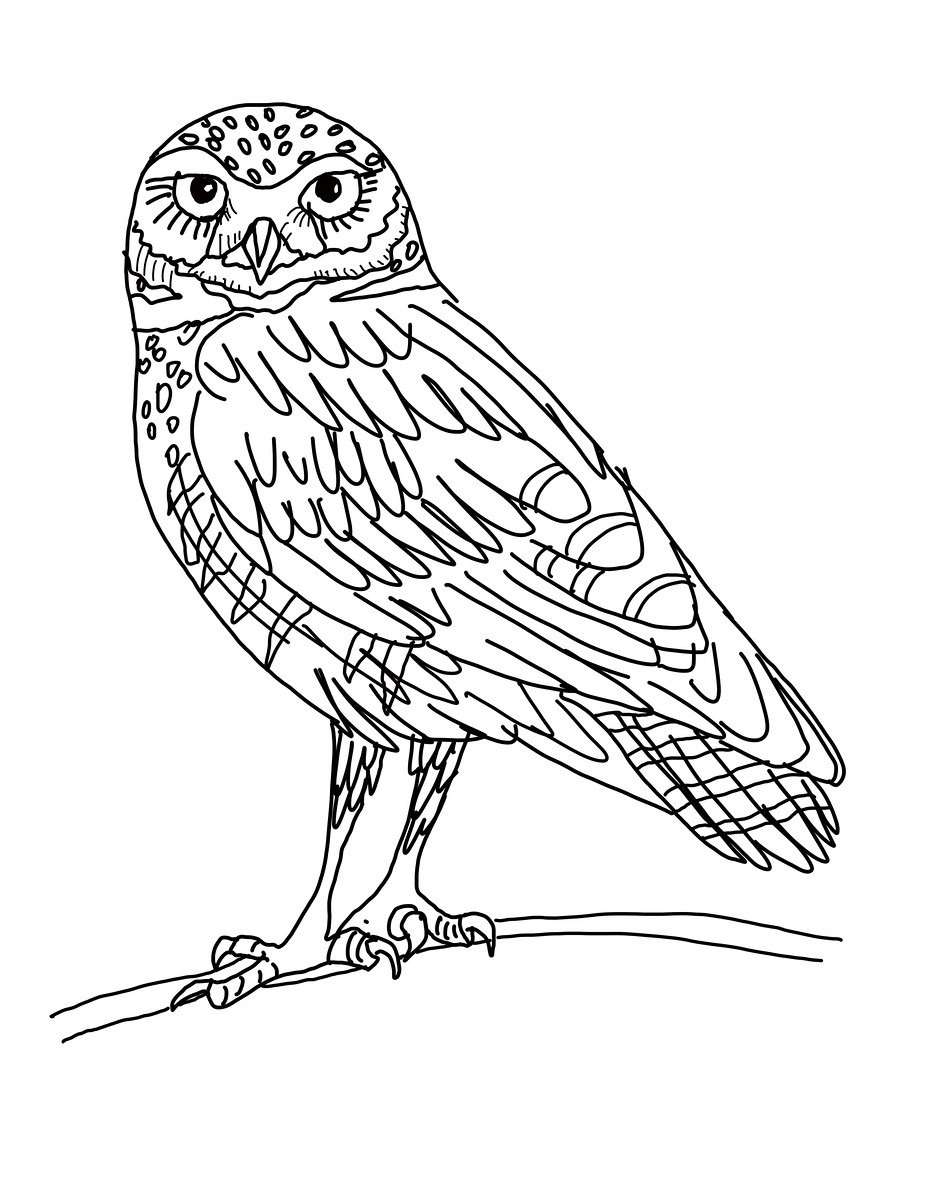 927x1200 Free Printable Owl Coloring Pages For Kids