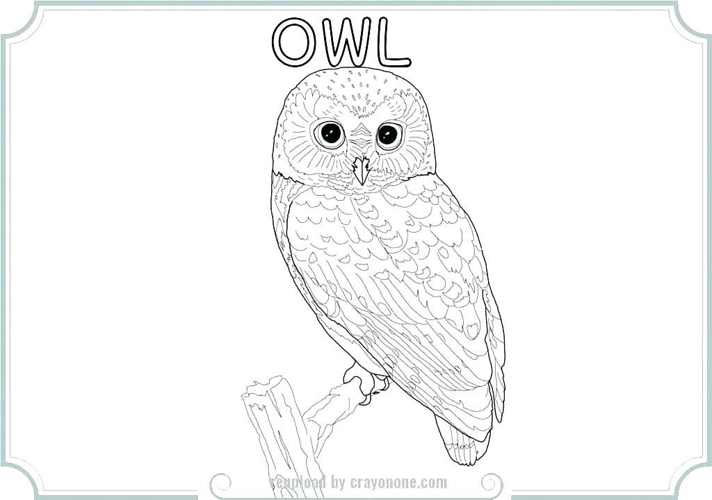 1024x720 Barn Owl Coloring Page Barn Owl Coloring Page Barn Coloring Page