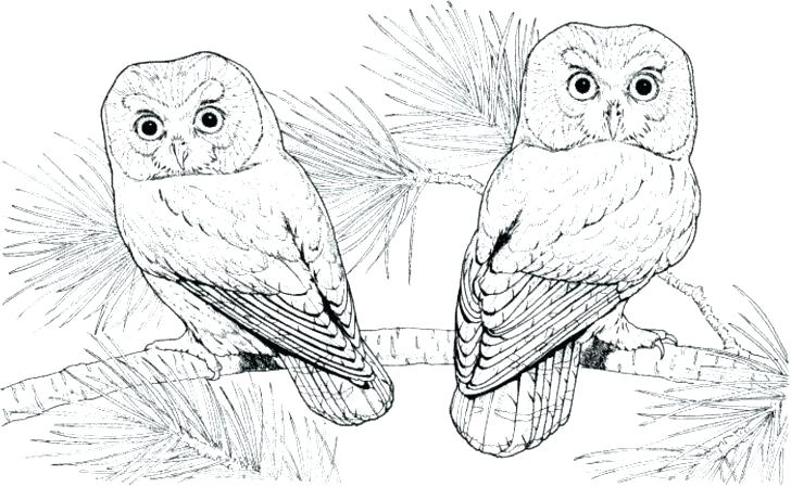728x449 Barn Owl Coloring Pages Printable To Print Animal Flying Kids