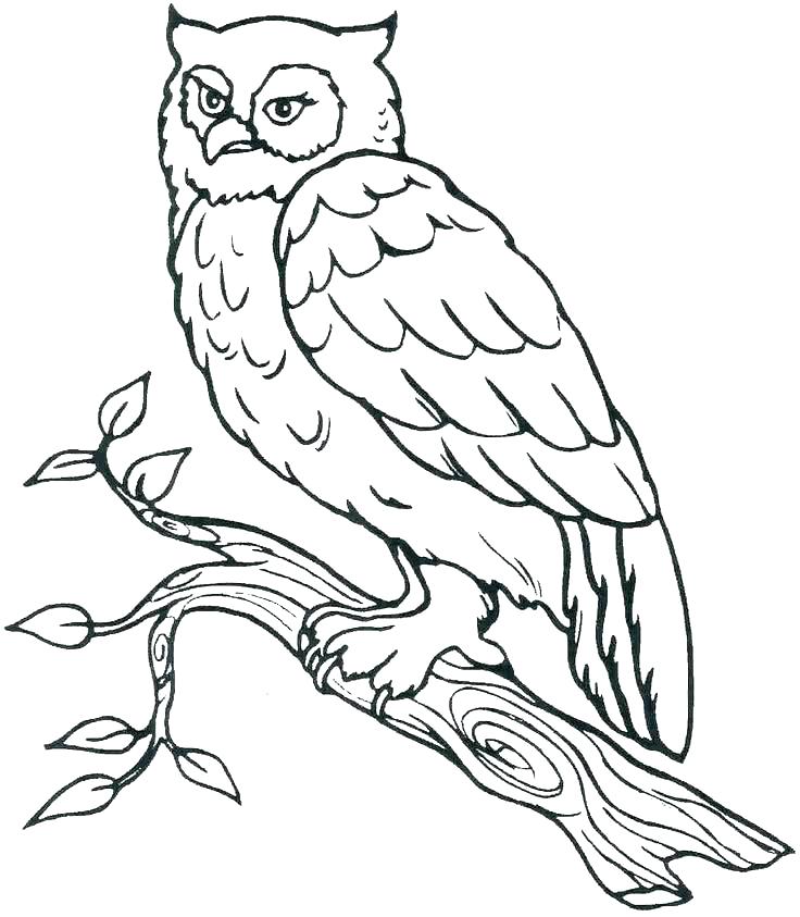 736x843 Owl For Colouring Owl Coloring Pages Preschool Owl For Coloring