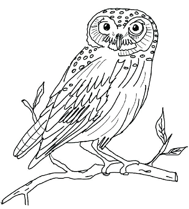 618x684 Owl Coloring Pages Printable Snowy Owl Coloring Pages Snowy Owl