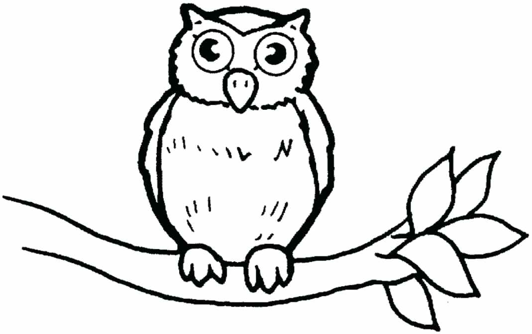 1069x672 Barn Owl Coloring Page Baby Owl Coloring Pages Baby Owl Coloring