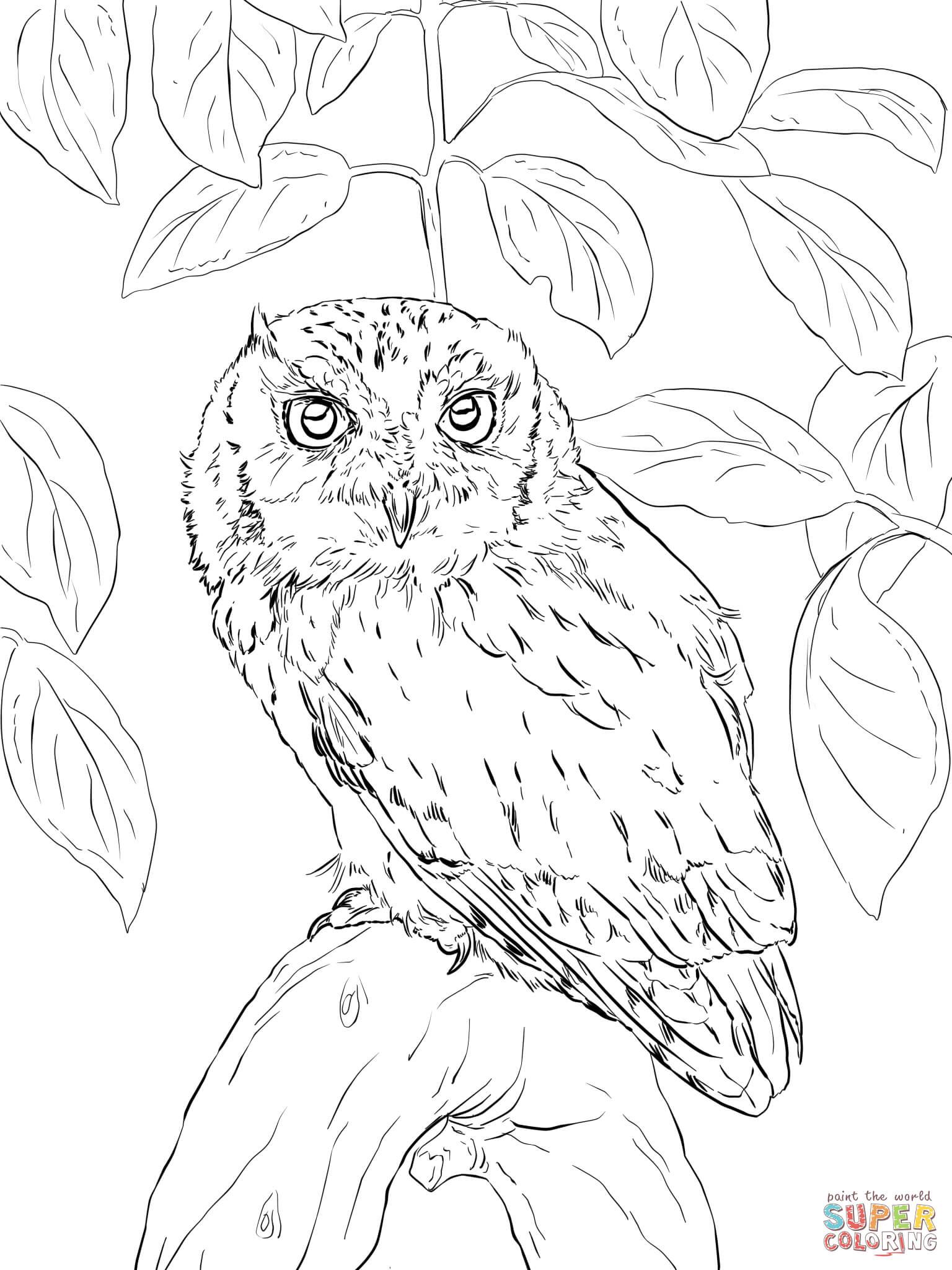 1536x2048 Coloring Pages Draw An Owl