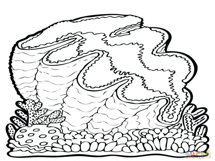 728x546 Many Types Of Seashells And Starfish Coloring Page Pages Flowers