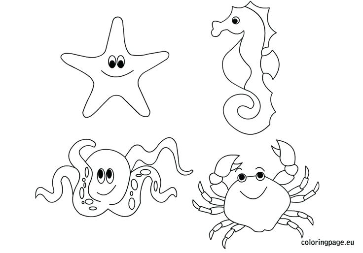 Ocean Animals Coloring Pages Shell Coloring Pages Lovely Clam 736x514 Ocean Animals Coloring Pages Shell Coloring Pages Lovely Clam