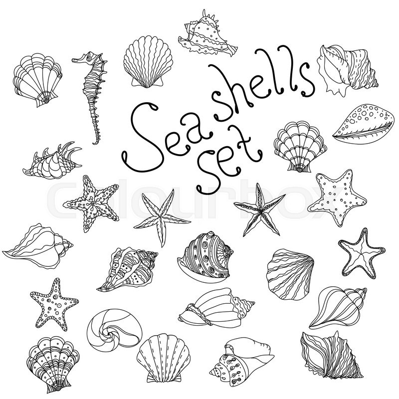 Sea Shell, Starfish, Seashell, Nautilus Sea Fauna Ocean Aquatic 800x800 Sea Shell, Starfish, Seashell, Nautilus Sea Fauna Ocean Aquatic
