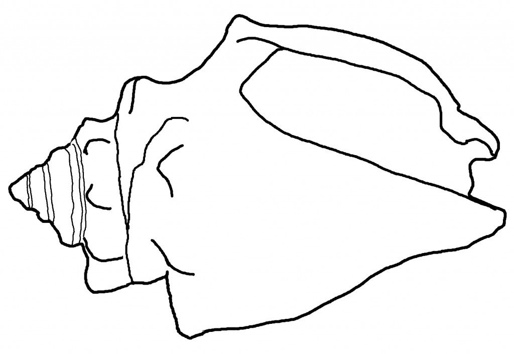 Free Printable Seashell Coloring Pages For Kids Printable 1024x705 Free Printable Seashell Coloring Pages For Kids Printable