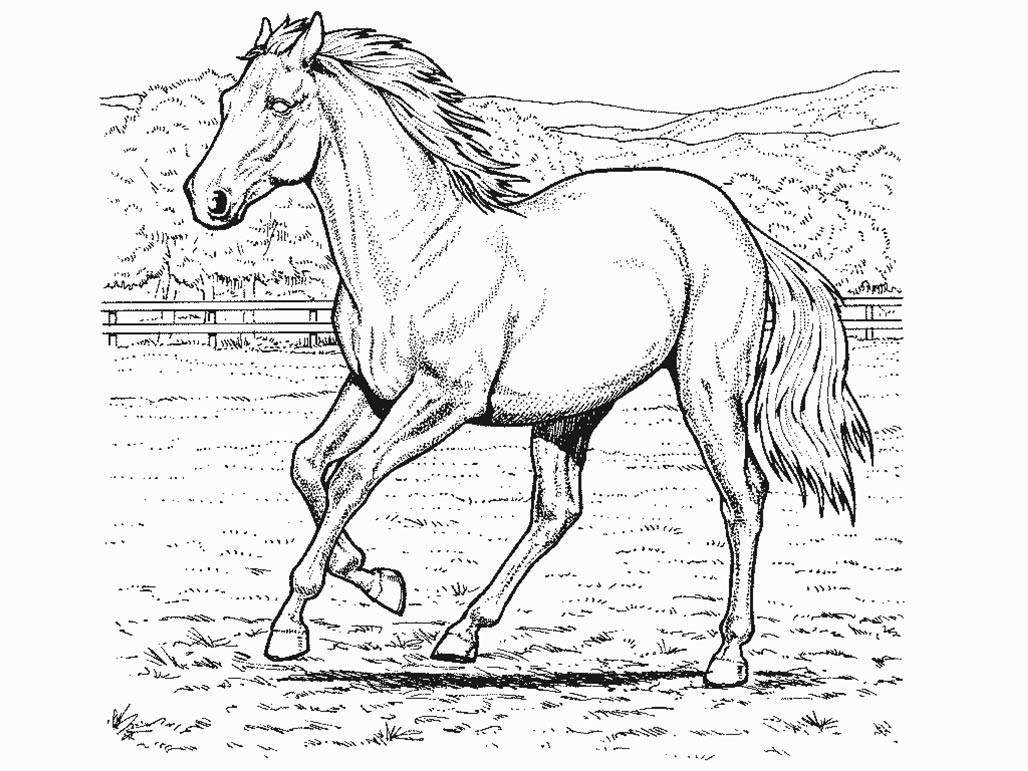 Terrific Mustang Horse Coloring Pages Colouring To Fancy Beautiful 1028x771 Terrific Mustang Horse Coloring Pages Colouring To Fancy Beautiful