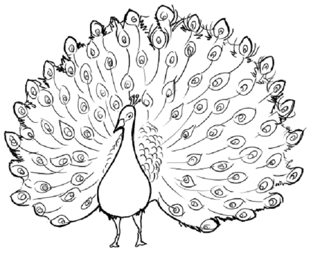 Delighted Pictures Of Peacocks To Color Beautiful Peacock Coloring 618x505 Delighted Pictures Of Peacocks To Color Beautiful Peacock Coloring
