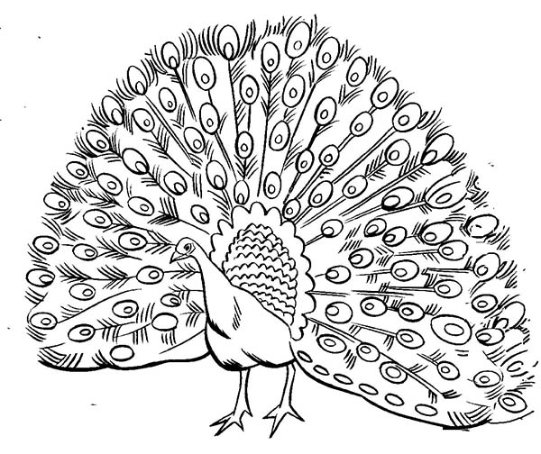 Peacock Coloring Pages 600x504 Peacock Coloring Pages
