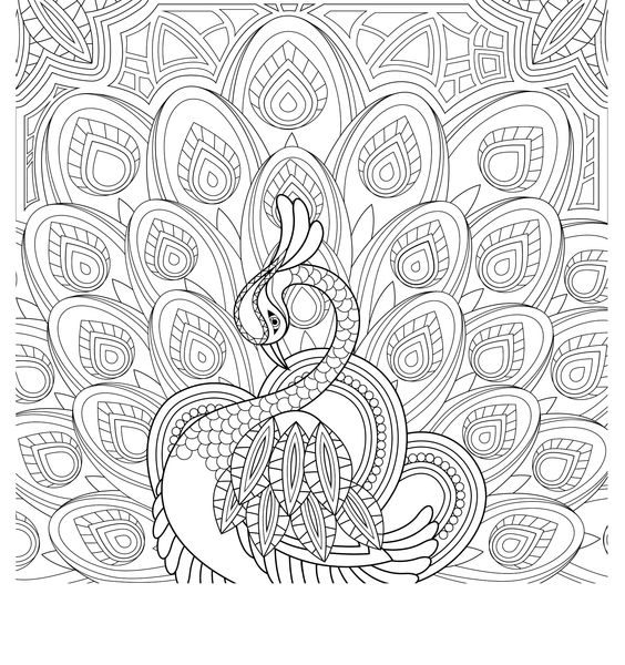 Peacock Coloring Pages For Adults Coloring Pages Coloring Pages 564x600 Peacock Coloring Pages For Adults Coloring Pages Coloring Pages